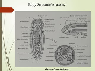 Body Structure/Anatomy
Drepnogigas albolinetus
 