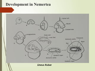Development in Nemertea
Lineus Ruber
 