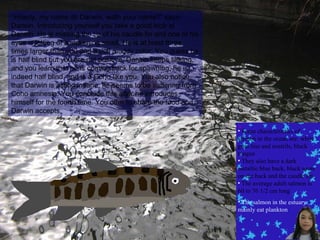 “ Howdy, my name ith Darwin, wath your name?” says Darwin. Introducing yourself you take a good look at Darwin. He is missing the tip of his caudle fin and one of his eyes is letting of a sickening smell. He is at least three times larger than you and a dull muddy color. You guess he is half blind but you are not positive. Darwin keeps talking, and you learn that he is coming back for spawning, he is indeed half blind, and is a Coho like you. You also notice that Darwin is acting insane; he seems to be suffering from Coho amnesia. You conclude this after he introduces himself for the fourth time. You offer to share the food and Darwin accepts. Some characteristics of salmon in the ocean are: white gum line and nostrils, black tongue They also have a dark metallic blue back, black spots on the back and the caudle fin The average adult salmon is 60 to 76 1/2 cm long The salmon in the estuary mainly eat plankton 