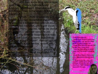 Great Blue Herons Great Blue Herons have long  legs so they can go into deep water to catch bigger fish Great Blue Herons can eat fish longer than there neck They lay from three to seven eggs, but the usual number is four Great Blue Heron chicks are often aggressive toward each other In flight Great Blue Herons average about 25 mph, their maximum flight speed can approach 35 mph.   Just then, some other salmon swim over. They introduce themselves as Silvertail,  Mossstream, Riverheart, and Windwave.  “Hey, is that what I think it is?”, you shout.  “ Uh-oh….RUN! Shadescale is attacking, so run!” Maxamillion shouts. Shadescale is a murderous cutthroat trout. He has killed many fish, and is well known in this area. “Hurry, help me, he has my dorsal fin, ahhhhh…” you hear someone yell.  You shout for Maxamillion to help you. “Here I come!” screams Maxamillion. You hear a loud “CHOMP”. You turn around and there he is, the horrible, vicious, evil, and dead Shadescale.  “ Oh my gosh. You ...y..you just k-killed Shadescale, the all disgraceful Shadescale. How  