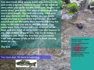 You don’t look back as you swim around the rocks and under a tunnel. There is no sign of the birds or Jerry when you come out the other side.  Maybe I out swam them,  you think. You start to slow down and catch your breath. You drift into a tiny, calm pool and stop there to rest. But before you can settle down you hear a noise from behind you. You turn around and see the same Blue Herons blocking the entry to the pool you are in.  No,  you think.  They came back.  One of them has a bit of blood on its beak and you think of Jerry.  I can’t let that happen to me.  One of them dives at you. You try to dodge it, but it’s no use. Soon the bird has you cornered. Your last glimpse of life is the bird’s beak closing down on you.... The End *Riparian zone is the vegetation beside the stream *Riparian zone provides cover from predators *Riparian zones stop erosion, pollution, and other things harming the ecosystem *Riparian zones are harmed by overgrazing, logging, agriculture, dams, etc. You have died, Go back to beginning. 
