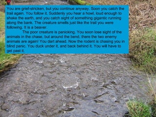 You are grief-stricken, but you continue anyway. Soon you catch the trail again. You follow it. Suddenly you hear a howl, loud enough to shake the earth, and you catch sight of something gigantic running along the bank. The creature smells just like the trail you were following. It is a beaver. The poor creature is panicking. You soon lose sight of the animals in the chase, but around the bend, there the two enemy animals are again! You dart ahead. Now the rodent is chasing you in blind panic. You duck under it, and back behind it. You will have to get past it.  