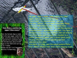 He yells, “Help, I really, really need your help!” again, right as you chomp the bug. “ Can it wait? I’m concentrating,” you yell. You say, “Whoa,” as you taste more salty blood than you think that tiny little bug would have. Perplexed, you look around. You see the source of the extra blood – something upstream. You hear a chocked moan. You notice Albert’s fish tail sticking out of the water and you see him impaled by a yellow hexagonal object with a sharp black point on one end and a sort of squishy pink item attached to the other. You think,  Oh God, I am the worst pretend friend ever. Albert needed help, and I went chasing bugs. How does a salmon lay eggs? How many? First, the female digs a redd, then she lays eggs, waits for a male, and then covers the redd w/ gravel from upstream edge. The female lays about 5,000 eggs in one redd and can lay up to 7 redds. Redds can be 1 to 2 feet wide and 6 to 10 feet long. 
