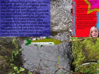 After deciding to explore for food, you come to a gentle stream. Lots of logs are strewn about on the river bank and in the watercourse. You look down and see a soft and sandy bottom. Looking up, you can see houses and an acceptable riparian zone. The banks are covered in trees, giving enough shade to make the water cool and refreshing. Cruising along the river side, you find a pleasant pool with many insects floating around. Gobbling them all up, you proceed on your way, enjoying the scenery. The structure of the stream helps salmon because if a salmon waits in a pool then a riffle spits out food. A substrate channel is a channel that runs on the bottom of a stream bed. A good stream structure for a salmon has rocks, pools, riffles, an o.k. riparian zone, substrate channels, and other things. Riffles and pools are extremely important to salmon because if a salmon would like to rest they can do that in a pool and a riffle helps with/for food 
