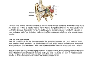The fluid-filled cochlea contains thousands of hair-like nerve endings called cilia. When the stirrup causes
the fluid in the cochlea to vibrate, the cilia move. The cilia change the vibrations into messages that are
sent to the brain via the auditory nerve. The auditory nerve carries messages from 25,000 receptors in
your ear to your brain. Your brain then makes sense of the messages and tells you what sounds you are
hearing.

How You Keep Your Balance
Near the top of the cochlea are three loops called the semi-circular canals. The canals are full of liquid
also. When you move your head, the liquid moves. It pushes against hairlike nerve endings, which send
messages to your brain. From these messages, your brain can tell whether or how your body is moving.

If you have ever felt dizzy after having spun around on a carnival ride, it was probably because the liquid
inside the semicircular canals swirled around inside your ears. This makes the hairs of the sensory cells
bend in all different directions, so the cells' signals confuse your brain.
 