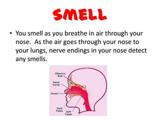 Smell
• You smell as you breathe in air through your
  nose. As the air goes through your nose to
  your lungs, nerve endings in your nose detect
  any smells.
 