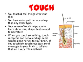 Touch
• You touch & feel things with your
  skin
• You have more pain nerve endings
  than any other type.
• Your sense of touch helps you to
  learn about size, shape, texture and
  temperature
• When you touch something, touch
  receptors and nerve endings send
  signals along nerves to your brain. If
  you touch ice, touch receptors send
  messages to your brain to tell you
  that ice is very cold and hard.
 