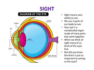 • Sight means your
  ability to see.
• We use 2 parts of
  our body to see.
• Your eye is a
  complicated organ
  made of many parts
  that work together
• When we think of
  sight many of us
  think of the eyes
  first
• But did you know
  the brain is just as
  important to seeing
  as the eyes?
 