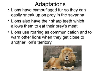 Adaptations
• Lions have camouflaged fur so they can
easily sneak up on prey in the savanna
• Lions also have their sharp teeth which
allows them to eat their prey’s meat
• Lions use roaring as communication and to
warn other lions when they get close to
another lion’s territory