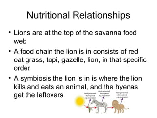 Nutritional Relationships
• Lions are at the top of the savanna food
web
• A food chain the lion is in consists of red
oat grass, topi, gazelle, lion, in that specific
order
• A symbiosis the lion is in is where the lion
kills and eats an animal, and the hyenas
get the leftovers