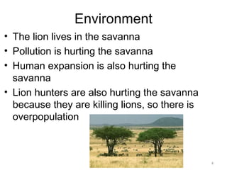4
Environment
• The lion lives in the savanna
• Pollution is hurting the savanna
• Human expansion is also hurting the
savanna
• Lion hunters are also hurting the savanna
because they are killing lions, so there is
overpopulation