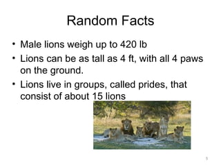 5
Random Facts
• Male lions weigh up to 420 lb
• Lions can be as tall as 4 ft, with all 4 paws
on the ground.
• Lions live in groups, called prides, that
consist of about 15 lions