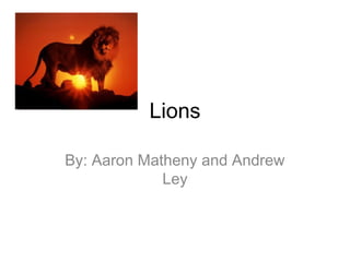 Lions
By: Aaron Matheny and Andrew
Ley
 