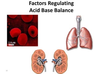 22
Factors Regulating
Acid Base Balance
 