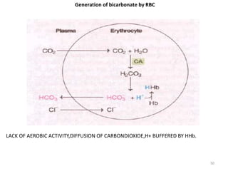 50
Generation of bicarbonate by RBC
LACK OF AEROBIC ACTIVITY,DIFFUSION OF CARBONDIOXIDE,H+ BUFFERED BY HHb.
 