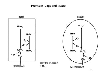 51
Events in lungs and tissue
HCO3
-
HCO3
-
H2CO3
CO2
H2O
EXPIRED AIR METABOLISM
HHb HHb
HbO2 HbO2
H+
H+
O2
O2
CO2
H2O
H2CO3
lung tissue
Isohydric transport
of co2
 