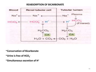 56
REABSORPTION OF BICARBONATE
~Conservation of Bicarbonate
~Urine is free of HCO3
-
~Simultaneous excretion of H+
 