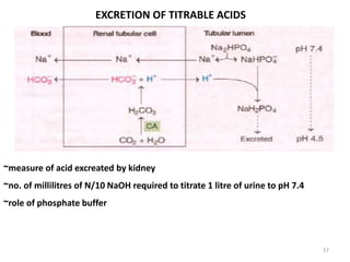 57
EXCRETION OF TITRABLE ACIDS
~measure of acid excreated by kidney
~no. of millilitres of N/10 NaOH required to titrate 1 litre of urine to pH 7.4
~role of phosphate buffer
 