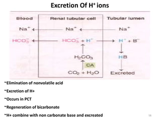58
Excretion Of H+ ions
~Elimination of nonvolatile acid
~Excretion of H+
~Occurs in PCT
~Regeneration of bicarbonate
~H+ combine with non carbonate base and excreated
 