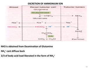 59
EXCRETION OF AMMONIUM ION
NH3 is obtained from Deamination of Glutamine
NH4
+ cant diffuse back
2/3 of body acid load liberated in the form of NH4
+
 