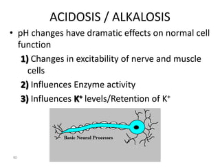 80
ACIDOSIS / ALKALOSIS
• pH changes have dramatic effects on normal cell
function
1) Changes in excitability of nerve and muscle
cells
2) Influences Enzyme activity
3) Influences K+ levels/Retention of K+
 