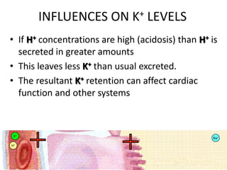 83
INFLUENCES ON K+ LEVELS
• If H+ concentrations are high (acidosis) than H+ is
secreted in greater amounts
• This leaves less K+ than usual excreted.
• The resultant K+ retention can affect cardiac
function and other systems
K+
K+
K+
Na+
Na+
Na+
Na+
Na+
Na+
H+
H+
H+
H+
H+
H+
H+
K+
K+
K+
K+
K+
 