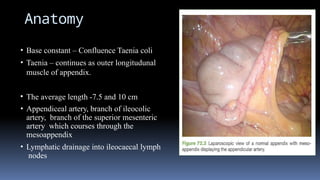 Anatomy
• Base constant – Confluence Taenia coli
• Taenia – continues as outer longitudunal
muscle of appendix.
• The average length -7.5 and 10 cm
• Appendiceal artery, branch of ileocolic
artery, branch of the superior mesenteric
artery which courses through the
mesoappendix
• Lymphatic drainage into ileocaecal lymph
nodes
 