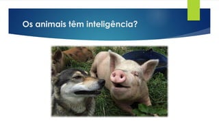 Os animais têm inteligência?
 