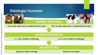 Fisiologia humana
MASTIGAÇÃO
Engole por inteiro; esmaga Extensiva necessária
ACIDEZ ESTOMACAL
≤ 1, com comida no estômago 4 a 5, com comida no estômago
SISTEMA INTESTINAL
3 a 6 vezes maior que o comprimento do corpo 10 a 12 vezes maior que o comprimento do corpo
Fonte:http://www.vivaosanimais.com.br/page.aspx
 