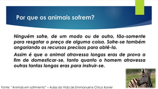 Por que os animais sofrem?
Ninguém sofre, de um modo ou de outro, tão-somente
para resgatar o preço de alguma coisa. Sofre-se também
angariando os recursos precisos para obtê-la.
Assim é que o animal atravessa longas eras de prova a
fim de domesticar-se, tanto quanto o homem atravessa
outras tantas longas eras para instruir-se.
Fonte: “Animais em sofrimento” – Aulas da Vida de Emmanuel e Chico Xavier
 