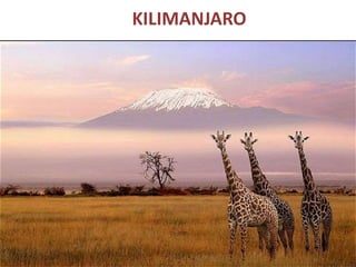 KILIMANJARO
 