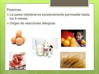 Proteínas:
 La pared intestinal es excesivamente permeable hasta
los 6 meses.
 Origen de reacciones alérgicas

 