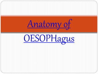 Anatomy of
OESOPHagus
 