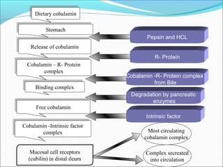 Most circulating
cobalamin complex
Free cobalaminFree cobalamin
Binding complexBinding complex
Cobalamin – R- Protein
complex
Cobalamin – R- Protein
complex
Release of cobalaminRelease of cobalamin
StomachStomach
Dietary cobalaminDietary cobalamin
Complex secreated
into circulation
Mucosal cell receptors
(cubilin) in distal ileum
Cobalamin -Intrinsic factor
complex
Cobalamin -Intrinsic factor
complex
Pepsin and HCL
R- Protein
Cobalamin -R- Protein complex
from Bile
Degradation by pancreatic
enzymes
Intrinsic factor
 