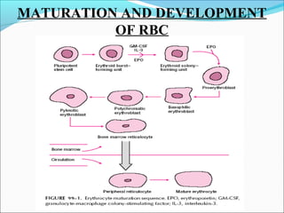 MATURATION AND DEVELOPMENT
OF RBC
 