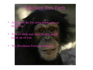 Fabulous Fun Facts
• Among all the life some plants give us
medicine
• Tons of birds and some insects might
sneak up on you
• The Deciduous Forest is awesome
 