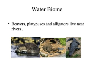 Water Biome
• Beavers, platypuses and alligators live near
rivers .
 