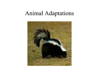 Animal Adaptations
 