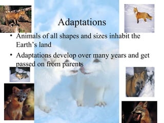 Adaptations
• Animals of all shapes and sizes inhabit the
Earth’s land
• Adaptations develop over many years and get
passed on from parents
 