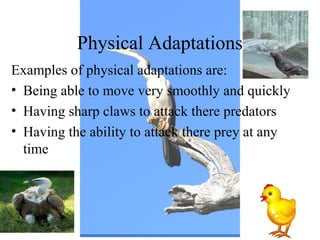 Physical Adaptations
Examples of physical adaptations are:
• Being able to move very smoothly and quickly
• Having sharp claws to attack there predators
• Having the ability to attack there prey at any
time
 
