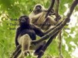 Avoidance
• Monkeys
• They stay away from predators high in the
trees or where their predator can’t get them.
 