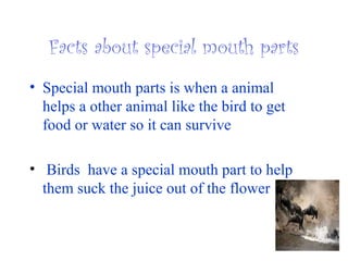 Facts about special mouth parts
• Special mouth parts is when a animal
helps a other animal like the bird to get
food or water so it can survive
• Birds have a special mouth part to help
them suck the juice out of the flower
 