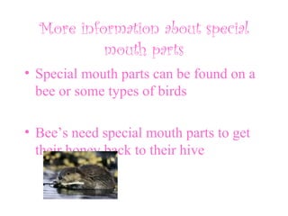 More information about special
mouth parts
• Special mouth parts can be found on a
bee or some types of birds
• Bee’s need special mouth parts to get
their honey back to their hive
 