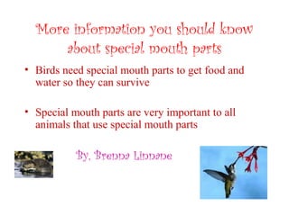 More information you should know
about special mouth parts
• Birds need special mouth parts to get food and
water so they can survive
• Special mouth parts are very important to all
animals that use special mouth parts
By, Brenna Linnane
 