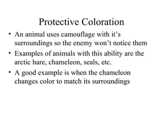 Protective Coloration
• An animal uses camouflage with it’s
surroundings so the enemy won’t notice them
• Examples of animals with this ability are the
arctic hare, chameleon, seals, etc.
• A good example is when the chameleon
changes color to match its surroundings
 