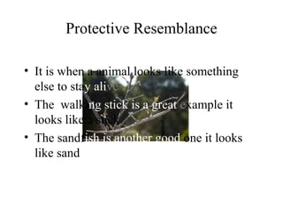 Protective Resemblance
• It is when a animal looks like something
else to stay alive
• The walking stick is a great example it
looks like a stick
• The sandfish is another good one it looks
like sand
 