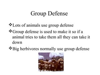 Group Defense
Lots of animals use group defense
Group defense is used to make it so if a
animal tries to take them all they can take it
down
Big herbivores normally use group defense
 