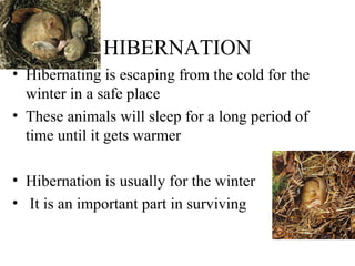 HIBERNATION
• Hibernating is escaping from the cold for the
winter in a safe place
• These animals will sleep for a long period of
time until it gets warmer
• Hibernation is usually for the winter
• It is an important part in surviving
 