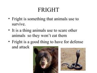FRIGHT
• Fright is something that animals use to
survive.
• It is a thing animals use to scare other
animals so they won’t eat them
• Fright is a good thing to have for defense
and attack
 