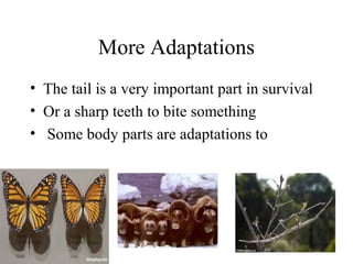More Adaptations
• The tail is a very important part in survival
• Or a sharp teeth to bite something
• Some body parts are adaptations to
 